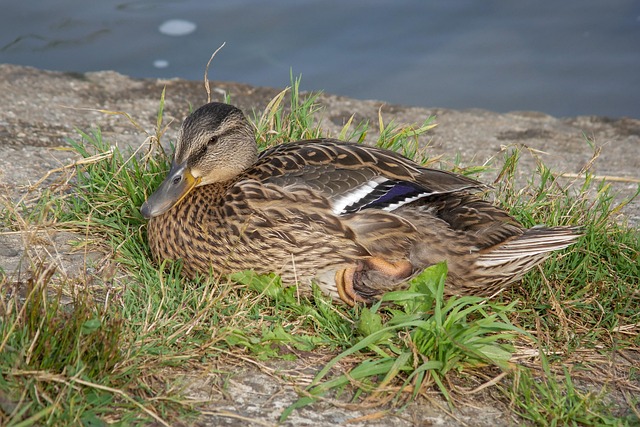 Sådan undgår du de klassiske fejl i krydsord